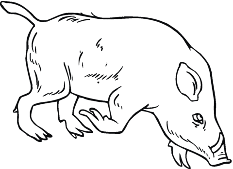 Wild Boar Coloring Page